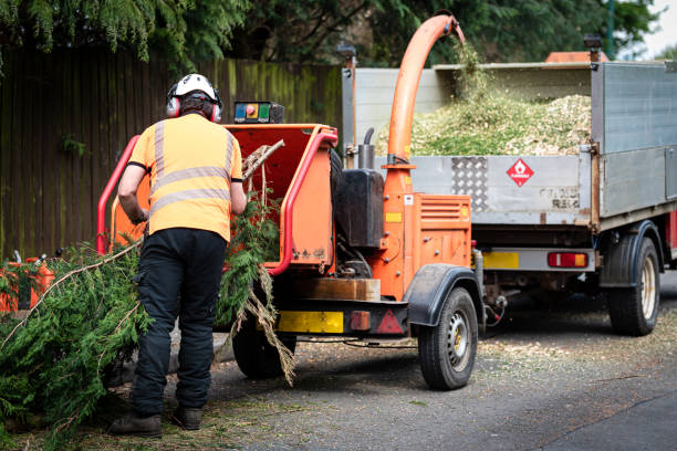 Best Tree Trimming and Pruning  in North Babylon, NY